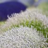 Lavandula angustifolia Hidcote White