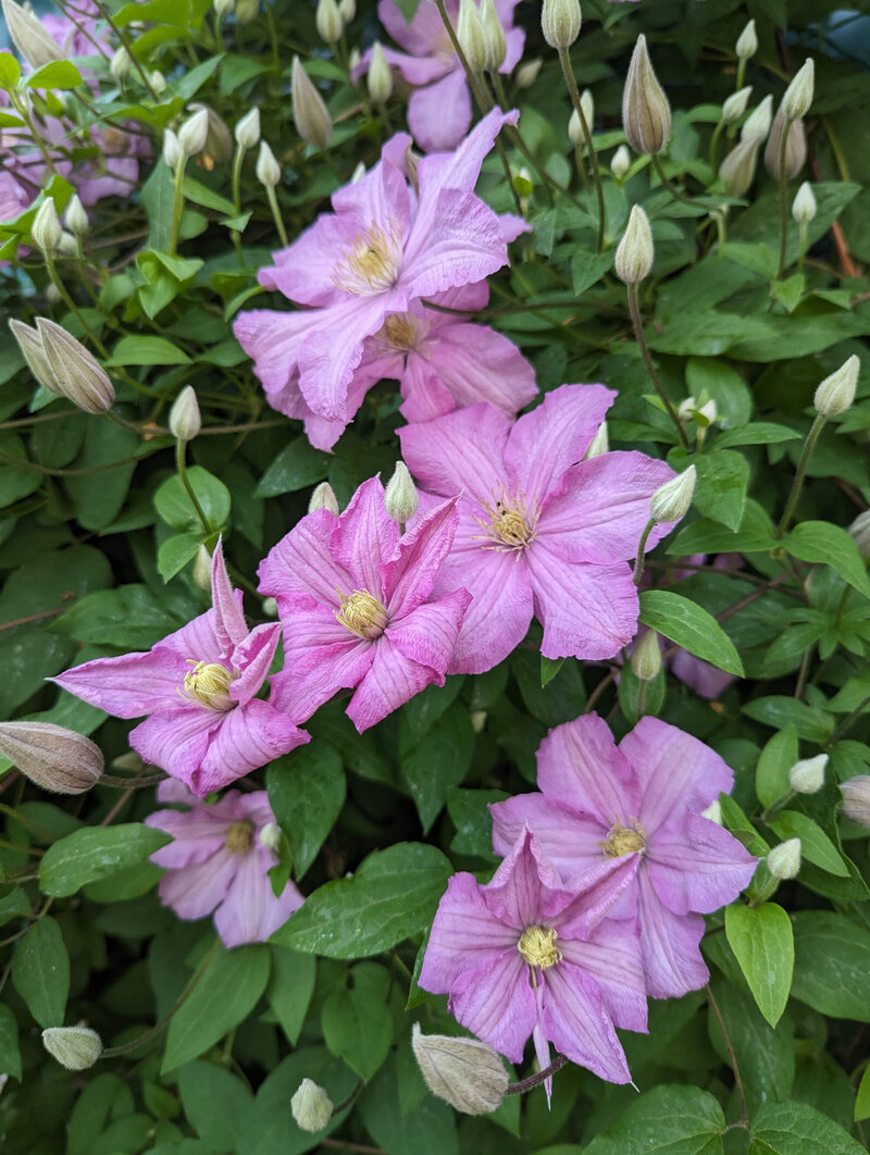 Clematis 'Comtesse de Bouchaud'