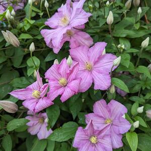 Clematis 'Comtesse de Bouchaud'