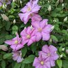 Clematis 'Comtesse de Bouchaud'