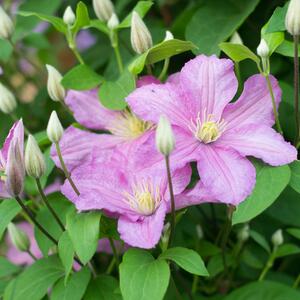 Clematis 'Comtesse de Bouchaud'