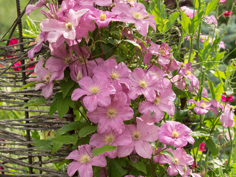 Clematis 'Comtesse de Bouchaud'