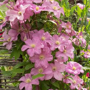 Clematis 'Comtesse de Bouchaud'