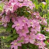 Clematis 'Comtesse de Bouchaud'