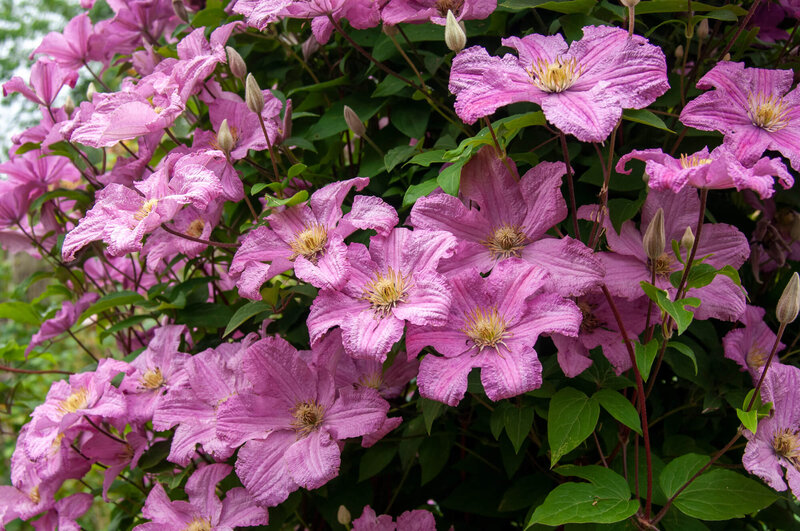 Clematis 'Comtesse de Bouchaud'