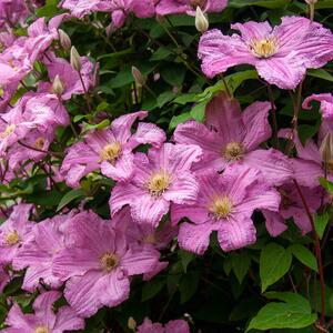 Clematis 'Comtesse de Bouchaud'