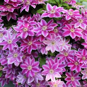 Clematis 'Dr. Ruppel'