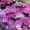 Clematis 'Dr. Ruppel'