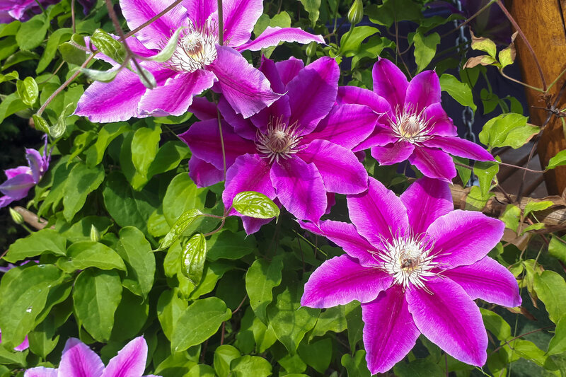 Clematis 'Dr. Ruppel'