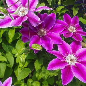 Clematis 'Dr. Ruppel'