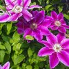 Clematis 'Dr. Ruppel'