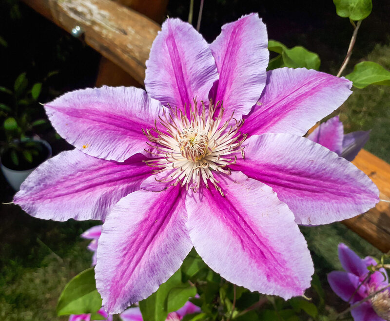 Clematis 'Dr. Ruppel'