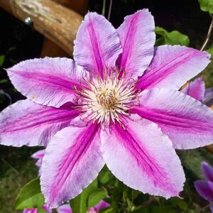 Clematis 'Dr. Ruppel'