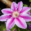 Clematis 'Dr. Ruppel'