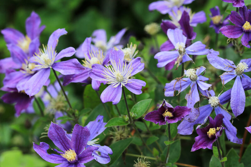 Clematis 'Arabella'