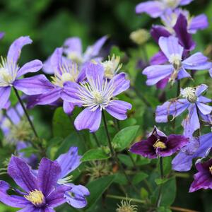 Clematis 'Arabella'
