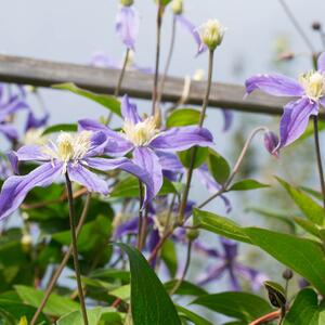 Clematis 'Arabella'