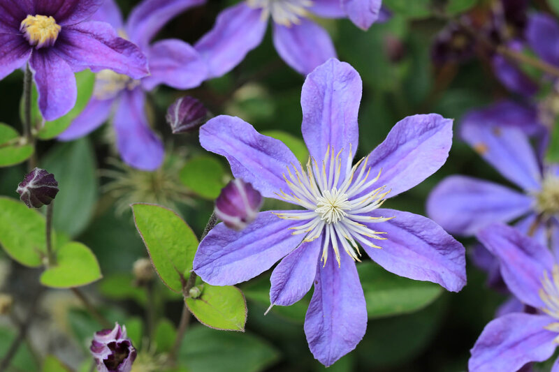 Clematis 'Arabella'