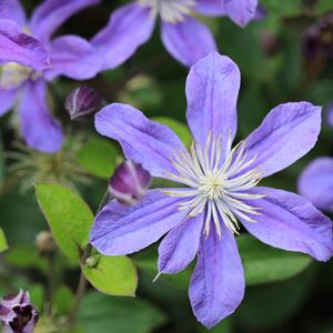 Clematis 'Arabella'