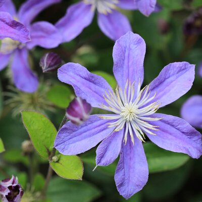 Clematis 'Arabella'
