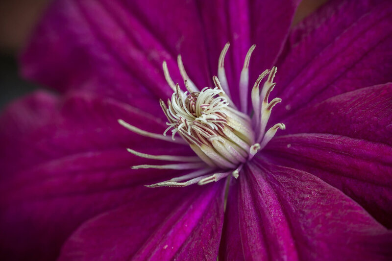 Clematis 'Niobe'
