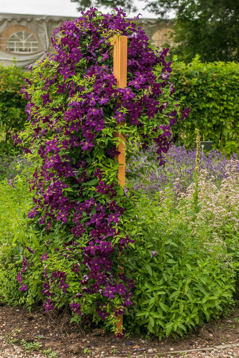 Clematis 'Niobe'