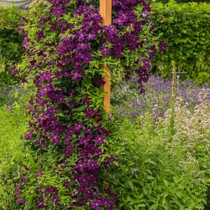 Clematis 'Niobe'