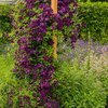 Clematis 'Niobe'