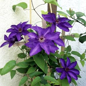 Clematis 'The President'