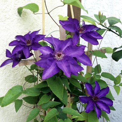 Clematis 'The President'