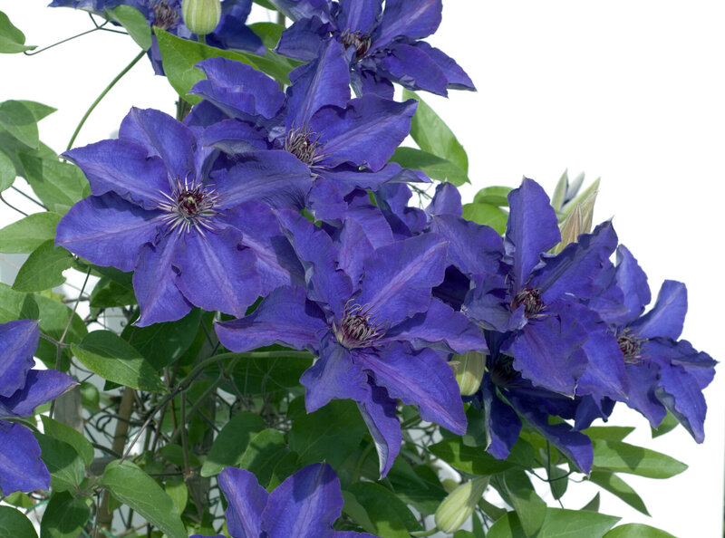 Clematis 'The President'