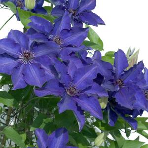 Clematis 'The President'