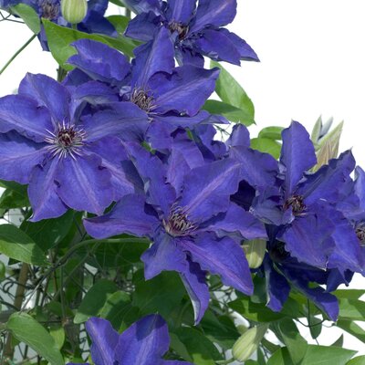 Clematis 'The President'