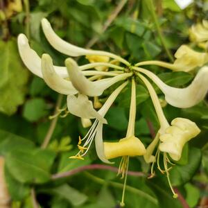 Lonicera periclymenum 'Graham Thomas'