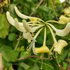 Lonicera periclymenum 'Graham Thomas'
