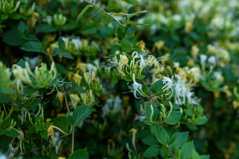 Lonicera periclymenum 'Graham Thomas'