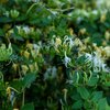 Lonicera periclymenum 'Graham Thomas'