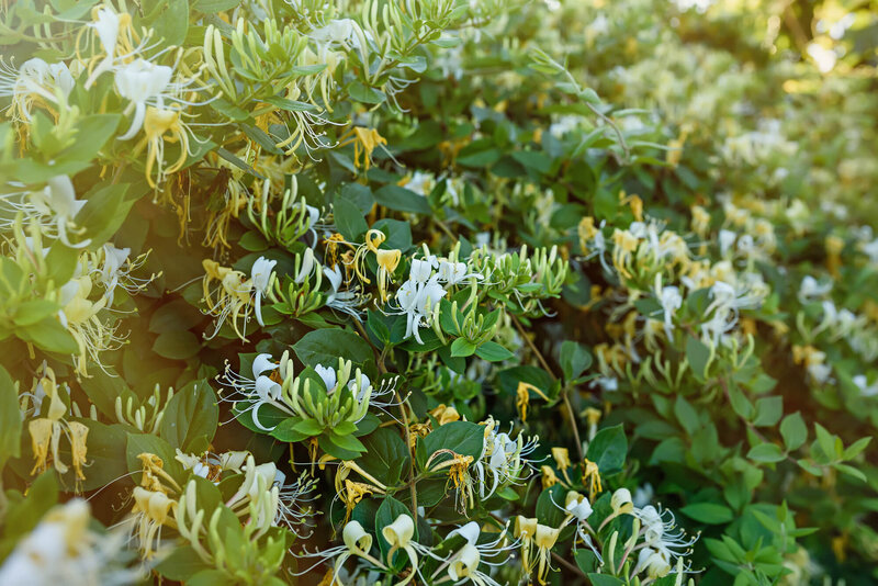 Lonicera periclymenum 'Graham Thomas'