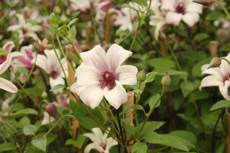 Clematis texensis 'Princess Kate'