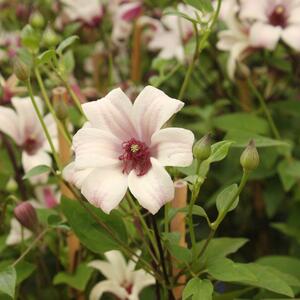 Clematis texensis 'Princess Kate'