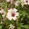 Clematis texensis 'Princess Kate'