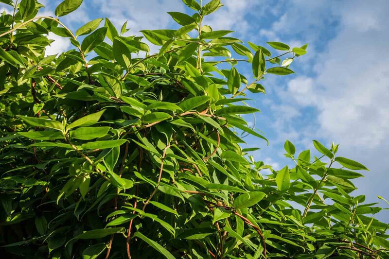 Immergrünes Geißblatt