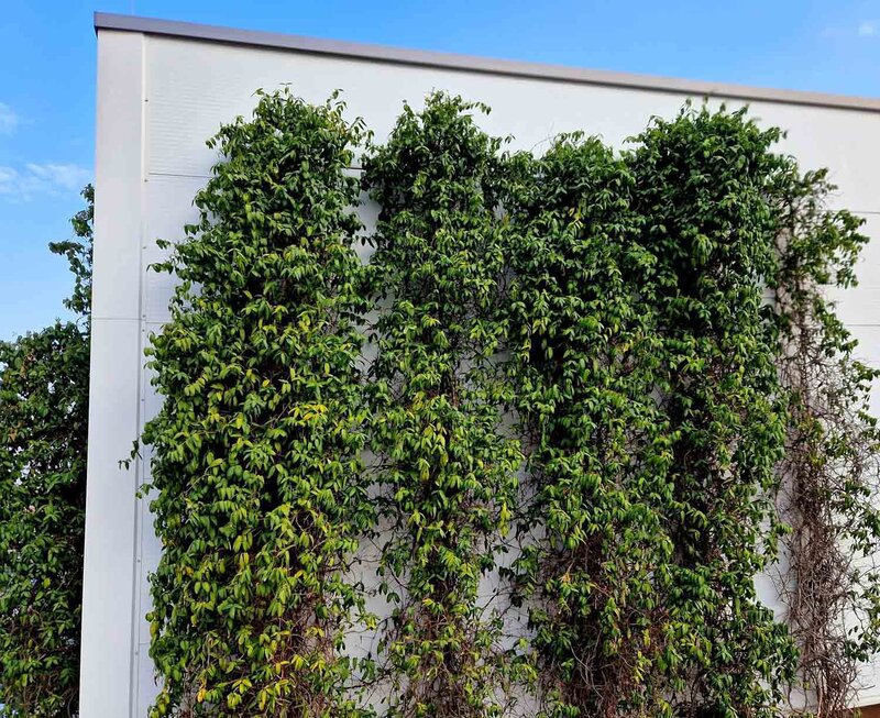 Immergrünes Geißblatt