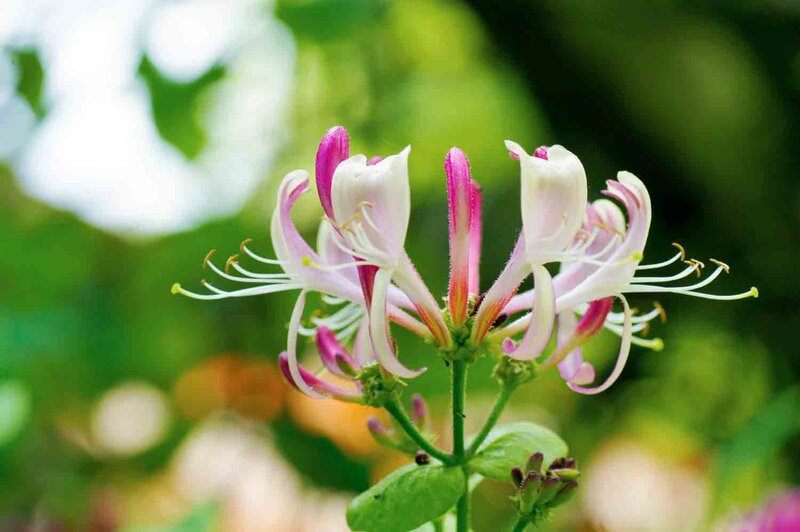 Immergrünes Geißblatt