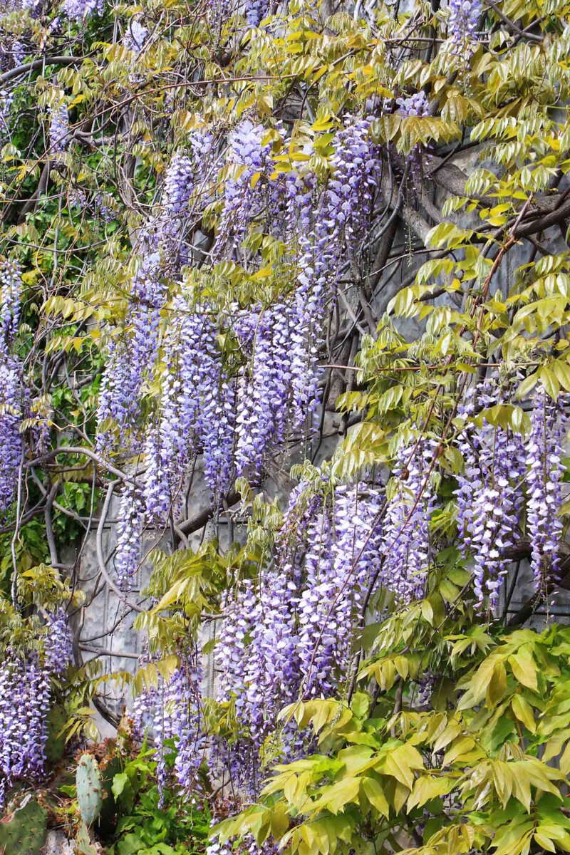 Wisteria sinensis  'Prolific'
