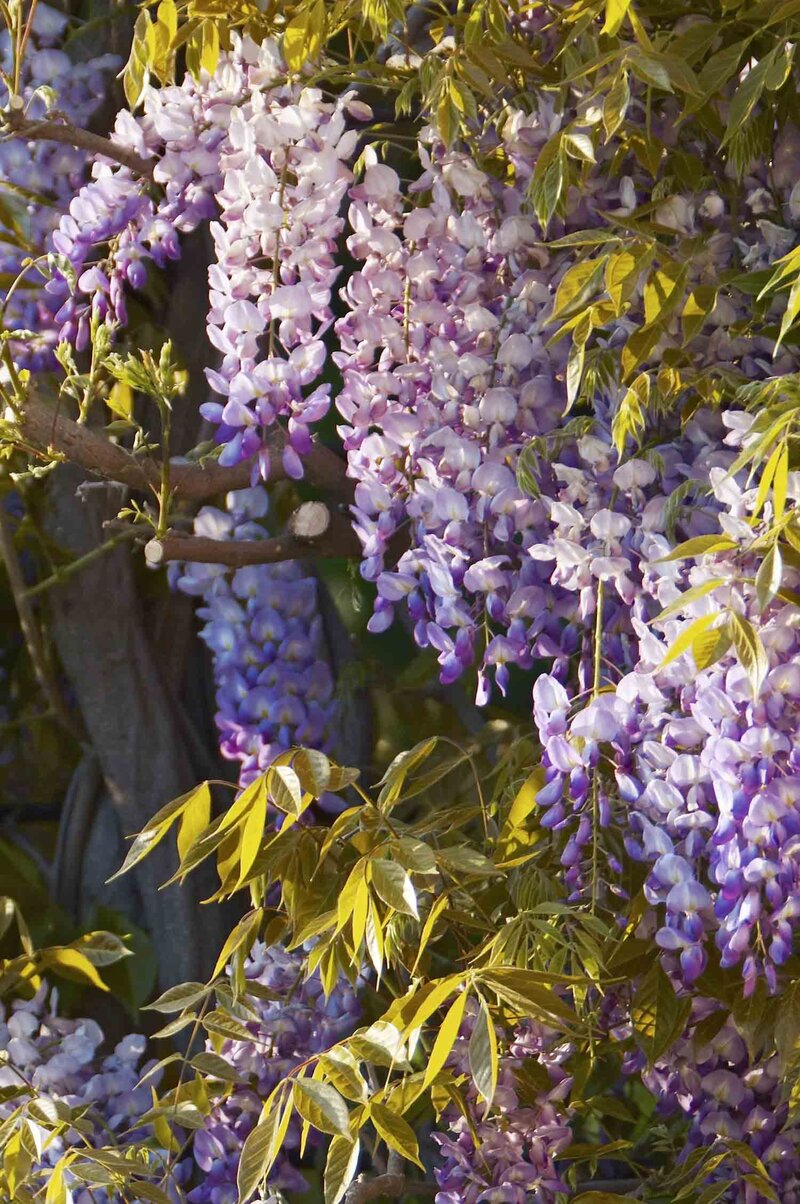 Wisteria sinensis  'Prolific'