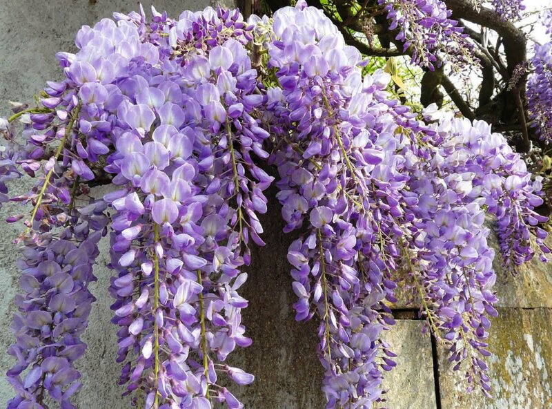 Wisteria sinensis  'Prolific'