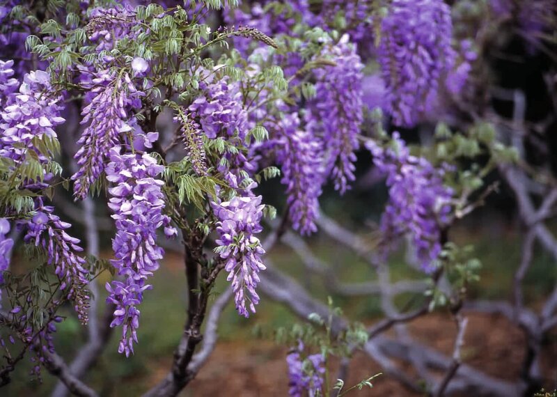 Wisteria sinensis  'Prolific'