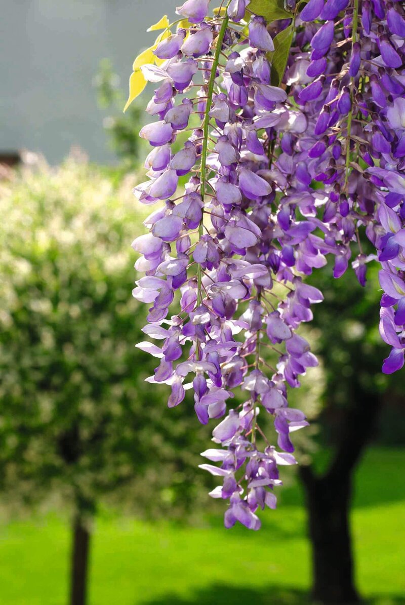 Wisteria sinensis  'Prolific'