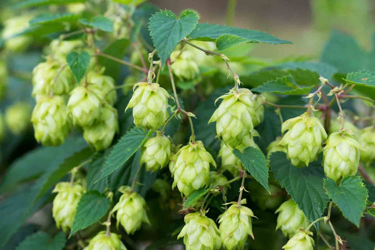 Humulus lupulus | STARKL